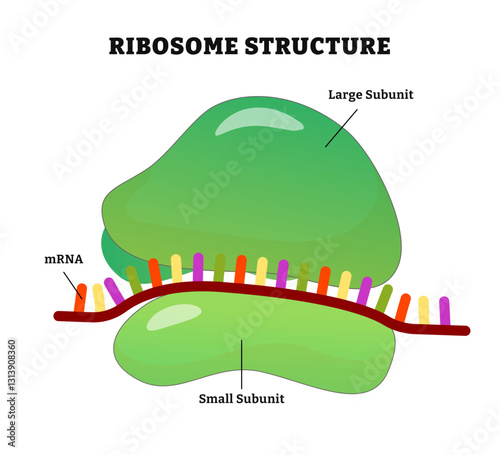Ribosome structure anatomy diagram poster, medical illustration. Ribosome has an mRNA binding site and tRNA binding sites. Labeled large subunit and small subunit. Macromolecular production unit