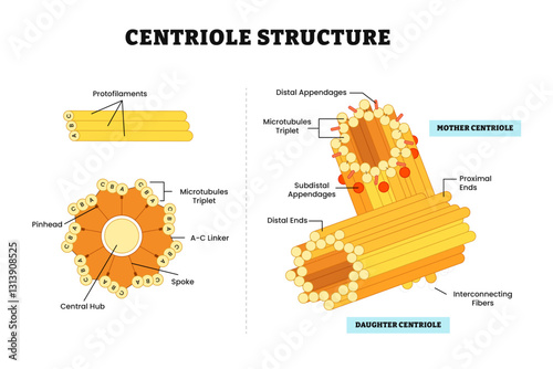 Centrioles structure anatomy diagram, barrel-shaped organelles made of microtubules. Labeled protofilaments, mother and daughter centrioles, triplet, fibers, distal, pinhead, linker, central hub.