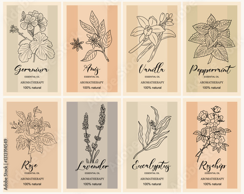 Essential oil labels set. Rose, Geranium, Anis, Peppermint, Lavender, Eucalyptus For cosmetics, perfume, health care products, aromatherapy labels with flower line art drawing. Vector illustrations.