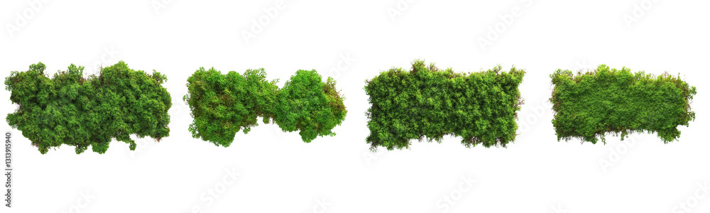 Obraz premium green moss texture isolated on white background