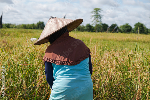 Portrait of an Indonesian farmer happily harvesting rice, holding a sickle and harvesting the harvest in the middle of the rice field.