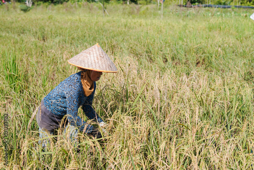 Portrait of an Indonesian farmer happily harvesting rice, holding a sickle and harvesting the harvest in the middle of the rice field.