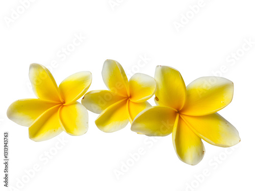 Realistic plumeria frangipani flower cluster in golden yellow shades isolated on transparent background. PNG transparency