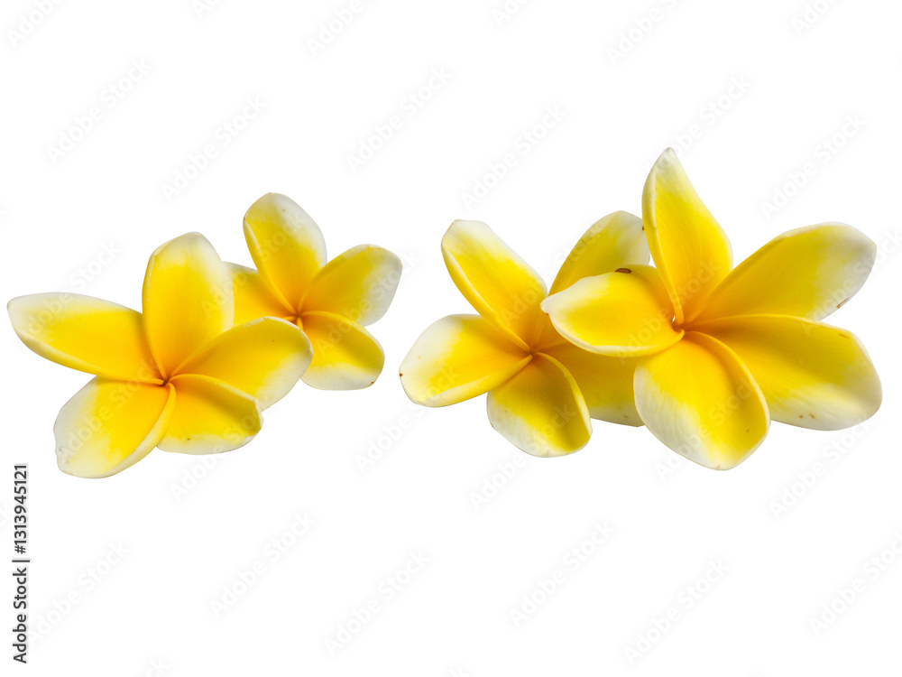 Fototapeta premium Overhead view of plumeria frangipani flowers with yellow centers and soft petals isolated on transparent background. PNG transparency