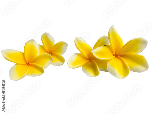 Overhead view of plumeria frangipani flowers with yellow centers and soft petals isolated on transparent background. PNG transparency photo