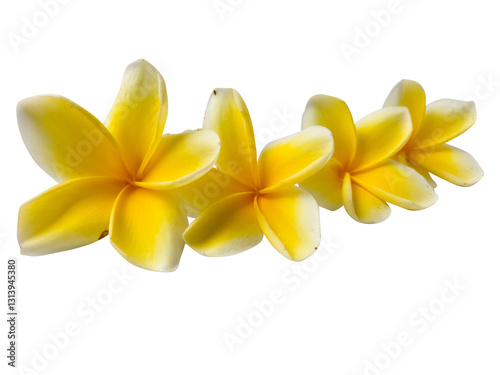 Flowing arrangement of yellow plumeria blossoms isolated on transparent background. PNG transparency. Wellness and nature tranquility