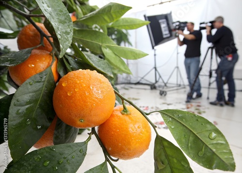 Juicy Oranges Glistening With Morning Dew, Hanging Heavy On A Vibrant Branch, A Still Life Captured In A Professional Studio Setting