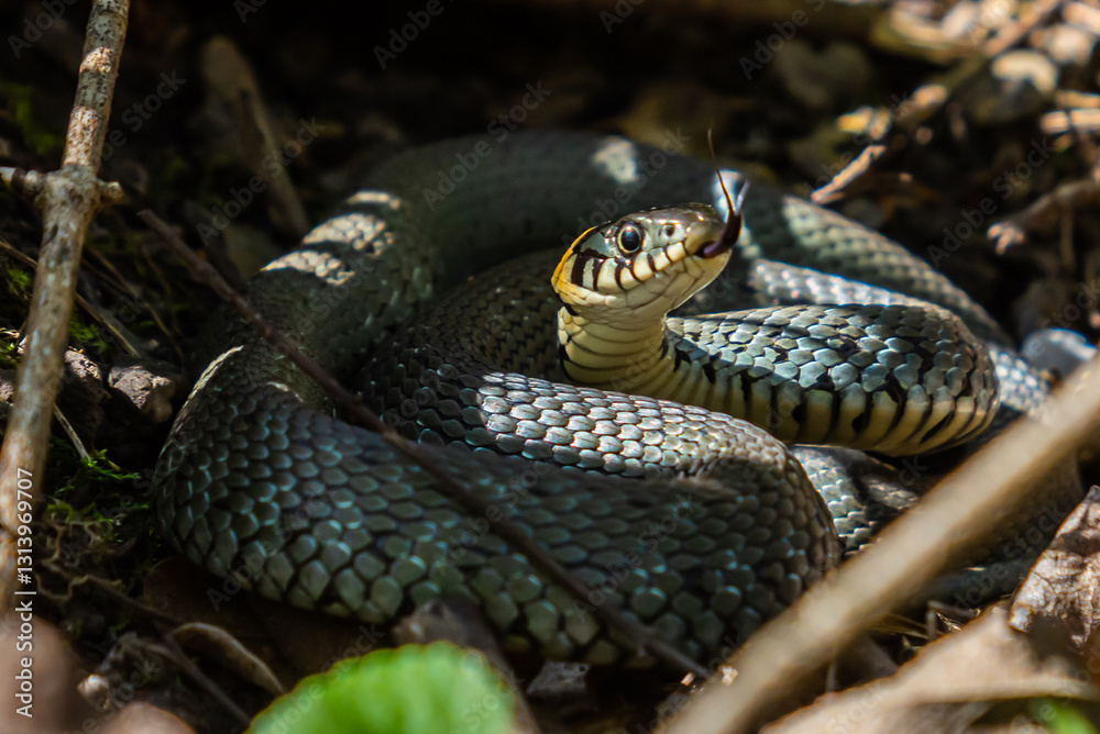 Obraz premium The grass snake Natrix natrix, sometimes called the ringed snake or water snake, is a Eurasian non-venomous snake. Mating time in spring in the forest