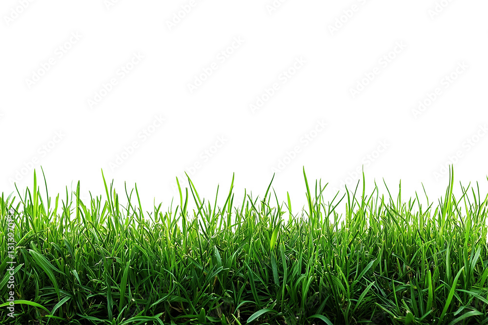 Vibrant Green Grass Blades Against Black Background Vibrant Green Grass Blades Against Black Background
