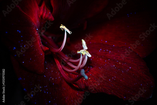 Close up of a flower. Stamens of a flower. Pollen on the stamens. Macro shot of a flower under ultraviolet light. Details