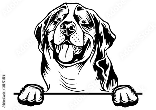 Bernese Mountain Dog