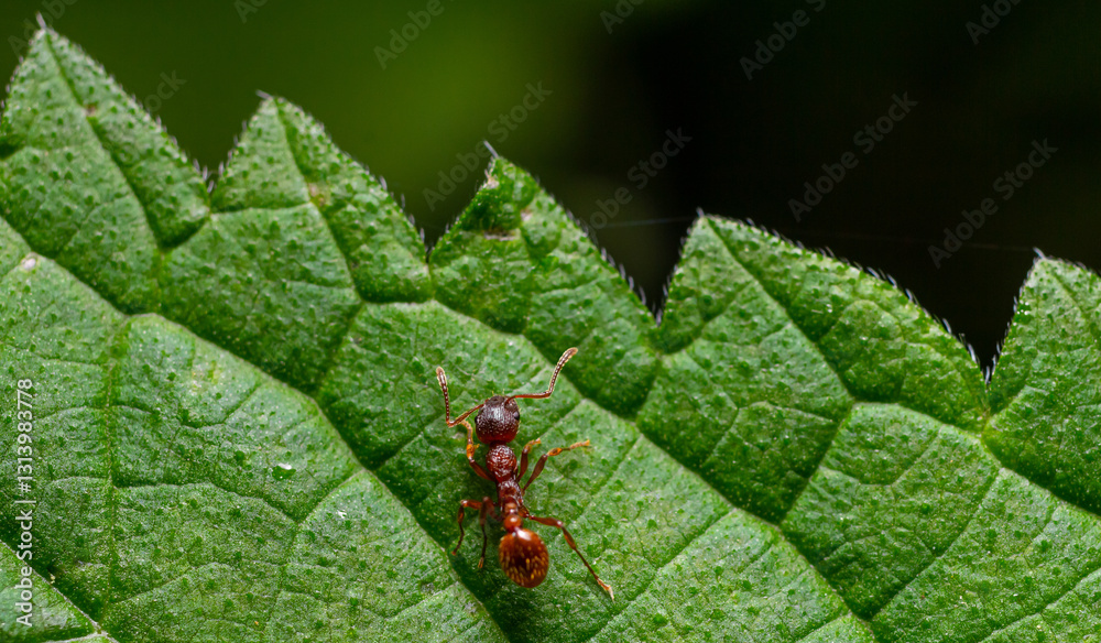 Close-up view of an ant on a green leaf in a natural environment capturing intricate details of nature's small creatures Close-up view of an ant on a green leaf in a natural environment capturing intricate details of nature's small creatures