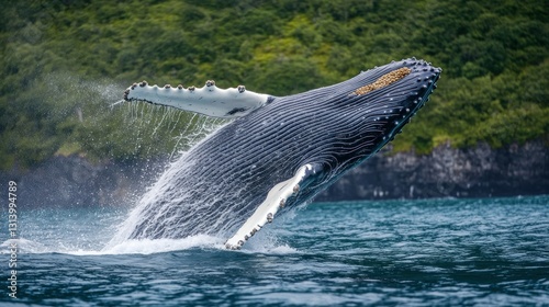 Humpback Whale Breach in Alaskan Fjords