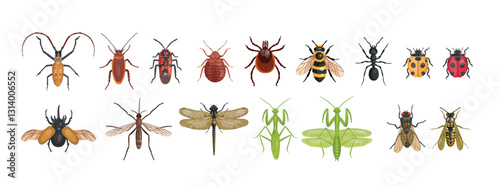 Set of realistic insects from above. Vector insects on a white background. Dragonfly, ant, fly, wasp, bee, mantis, butterflies.