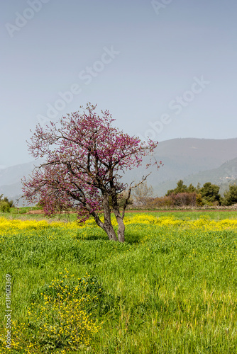 Tree (Cercis siliquastrum) with pink flowers