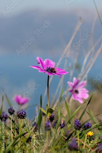 Spring anemones (Anemone coronaria) grows in a meadow close-up
