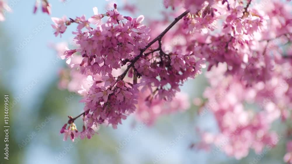 春 風に揺れるピンクの桜の花 照り付ける太陽の日差しを受けてキラキラ輝く花びら 淡い色・レンズフレアと美しい滲み 季節・入学・入社・新生活の背景 春 風に揺れるピンクの桜の花 照り付ける太陽の日差しを受けてキラキラ輝く花びら 淡い色・レンズフレアと美しい滲み 季節・入学・入社・新生活の背景