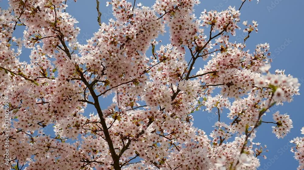 Blooming trees in the garden. Selective focus. Blooming trees in the garden. Selective focus.