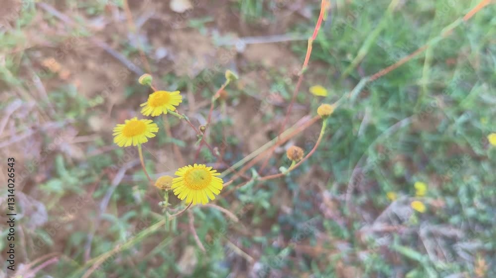 Natural closeup on a yellow meadow false fleabane Natural closeup on a yellow meadow false fleabane