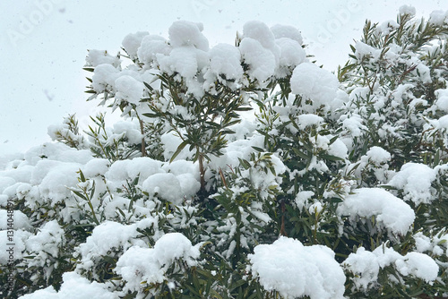 Evergreen plant, bush under unexpectedly fallen snow in snowfall. Background, backdrop, screen, desktop. photo