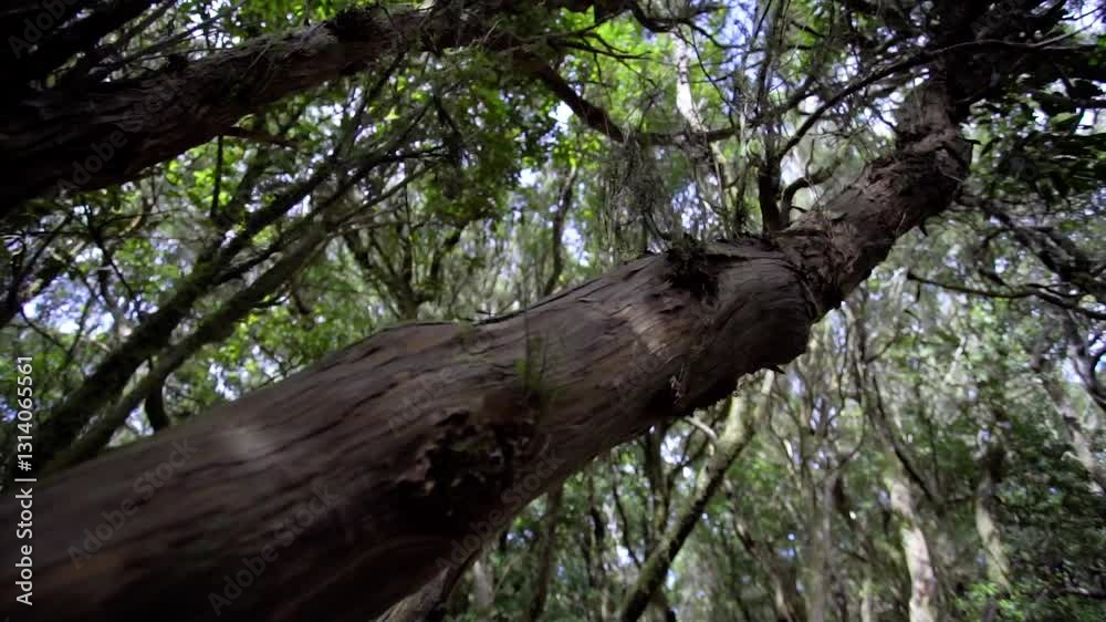 The trunk of an ancient tree is overgrown with moss. Anaga National Reserve The trunk of an ancient tree is overgrown with moss. Anaga National Reserve
