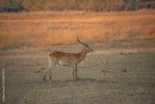 Common Impala horned male portrait in Kruger National park, South Africa ; Specie Aepyceros melampus family of Bovidae