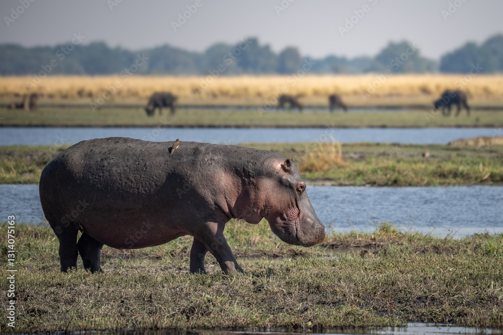 The common hippopotamus (Hippopotamus amphibius), or hippo, is a large, mostly herbivorous mammal in sub-Saharan Africa The common hippopotamus (Hippopotamus amphibius), or hippo, is a large, mostly herbivorous mammal in sub-Saharan Africa