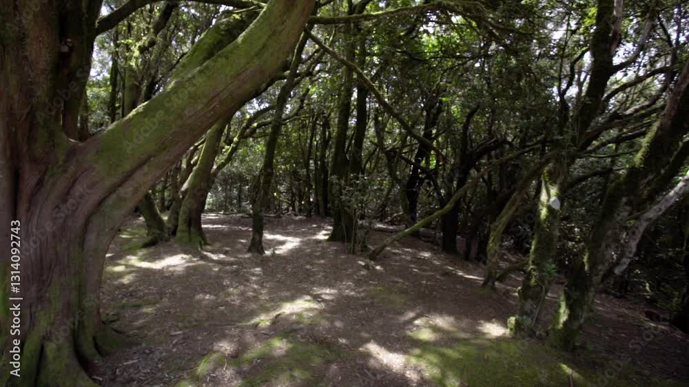 Ancient trees overgrown with moss. Moss on tree trunks Anaga National Park on the island of Tenerife Ancient trees overgrown with moss. Moss on tree trunks Anaga National Park on the island of Tenerife