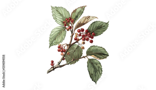 Vector botanical illustration of hackberries, isolated on transparent background, antique fruit sketch, hand-drawn berries, vintage berry engraving, botanical berry art