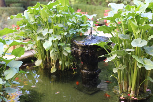 flowers in pots near pond in a garden. scenic view of a beautiful yard closeup. people like luxury lifestyle with the tropical green plants in the residential house. beauty of summer hot day.