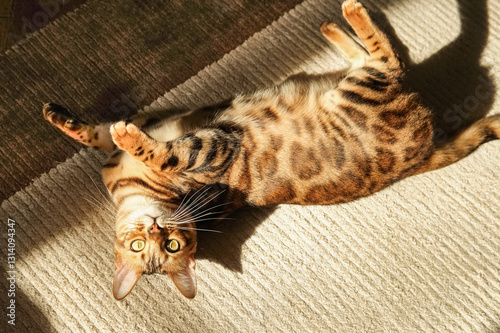 Photos Bengal cat lying on its back on a light carpet, illuminated by sunlight