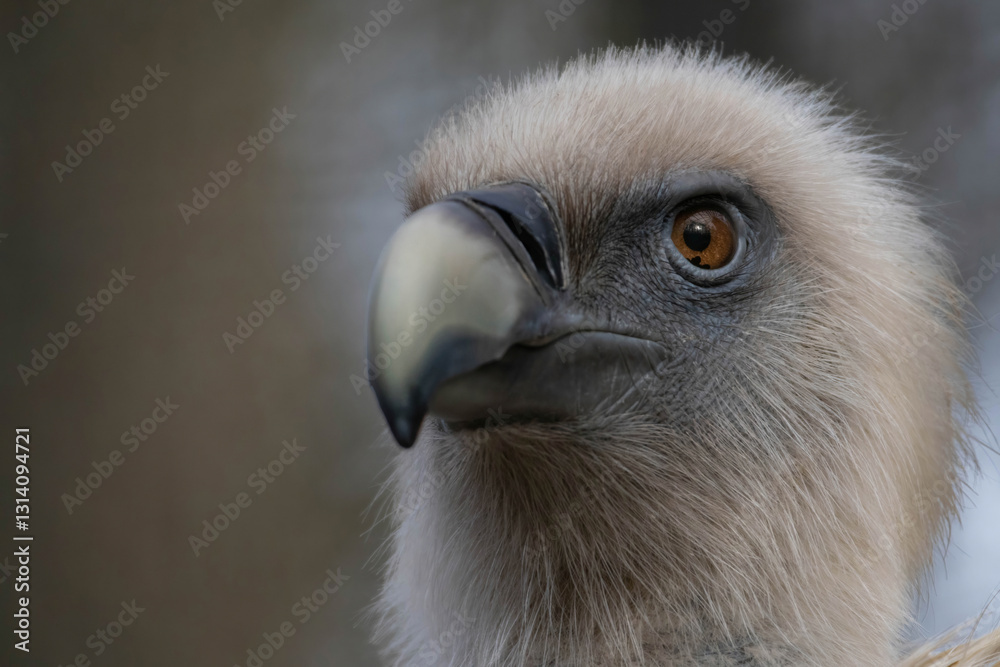 The griffon vulture (Gyps fulvus) family Accipitridae.