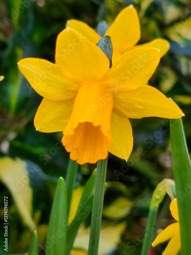 Lovely Yellow daffodil spring flower 