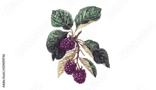 Mulberry old botanical illustration, vector mulberry isolated on transparent background, hand-drawn berry, vintage fruit sketch, organic mulberry plant, detailed mulberry branch