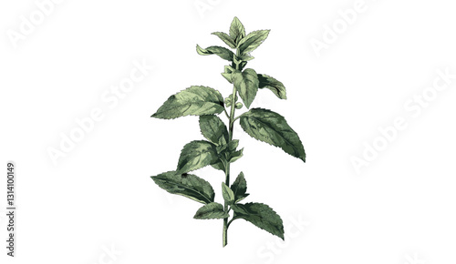 Vector mint plant, old botanical illustration, isolated on transparent background, vintage herbal drawing, aromatic herb, medicinal leaves, hand-drawn engraving