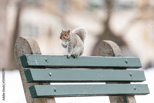 Eastern gray squirrel perched on a green park bench in downtown Boston during winter. The urban wildlife scene highlights the animal’s adaptability in a snowy city environment