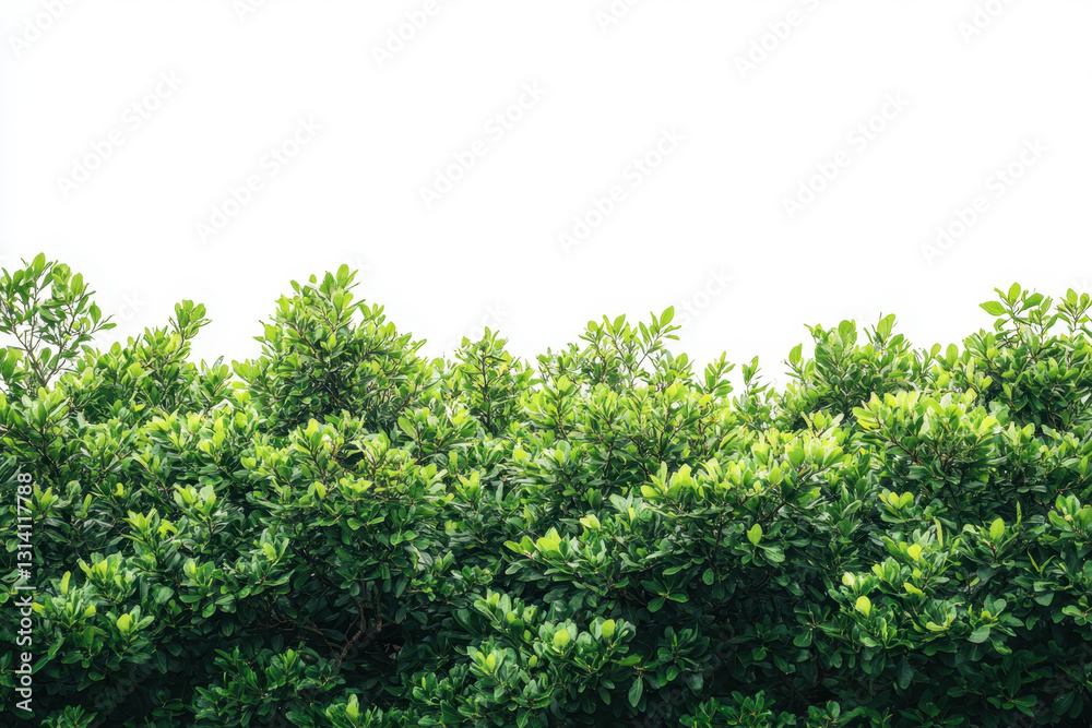 Green hedge with leaves against a white background. Green hedge with leaves against a white background.