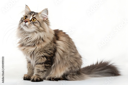 curious munchkin cat isolated on white background