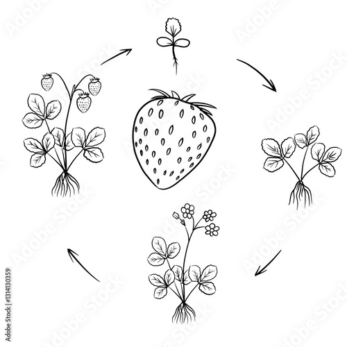 Hand drawn vector sketch illustration Line art, Life cycle of Strawberry plant, Growth stages from seed to flowering and fruiting plant isolated on white background