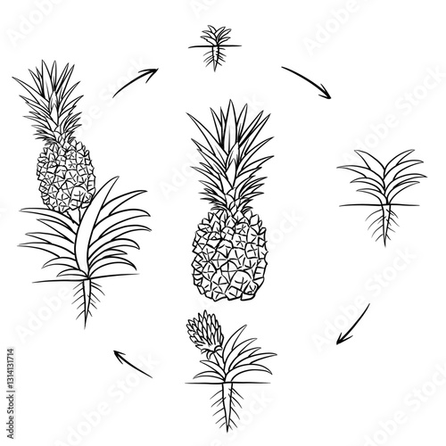 Hand drawn vector sketch illustration Line art, Life cycle of Pineapple plant, Growth stages from seed to flowering and fruiting plant isolated on white background