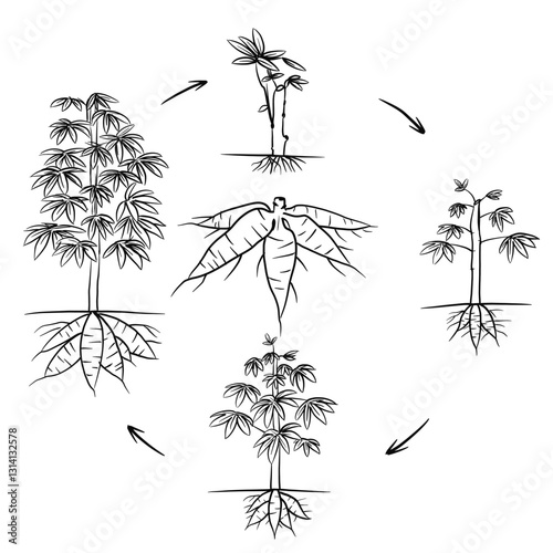 Hand drawn vector sketch illustration Line art, Life cycle of Cassava plant, Growth stages from seed to flowering and fruiting plant isolated on white background