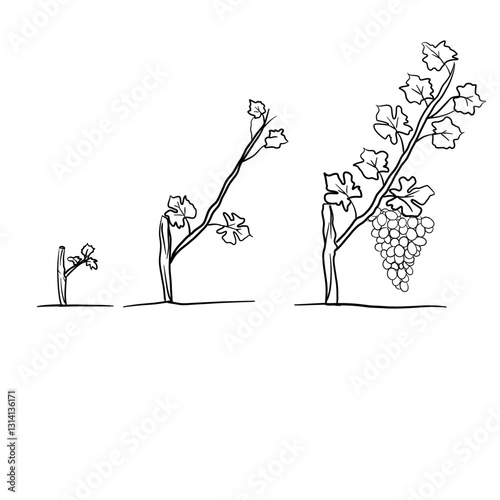 Hand drawn vector sketch illustration Line art, Growth stage of Grapes plant, Growth stages from seed to flowering and fruiting plant isolated on white background