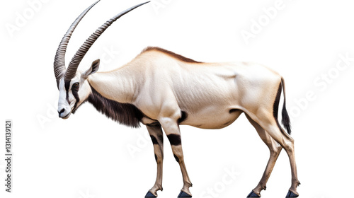 antelope on a white