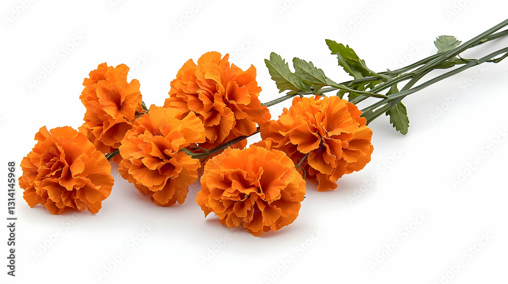 Vibrant Orange Marigold Flowers With Green Stems On A Clean White Background In Bright Daytime Illumination Vibrant Orange Marigold Flowers With Green Stems On A Clean White Background In Bright Daytime Illumination