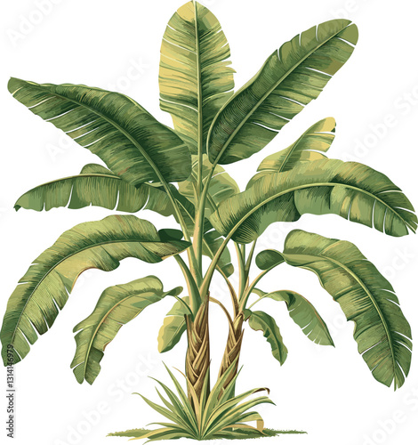 Banana palm tree vector, old botanical illustration, isolated on transparent background, tropical plant, vintage botany, exotic foliage, hand-drawn palm, green leaves