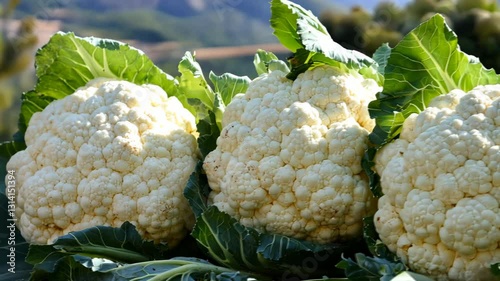 Fresh cauliflower heads gathered from the farm on a sunny day in the countryside