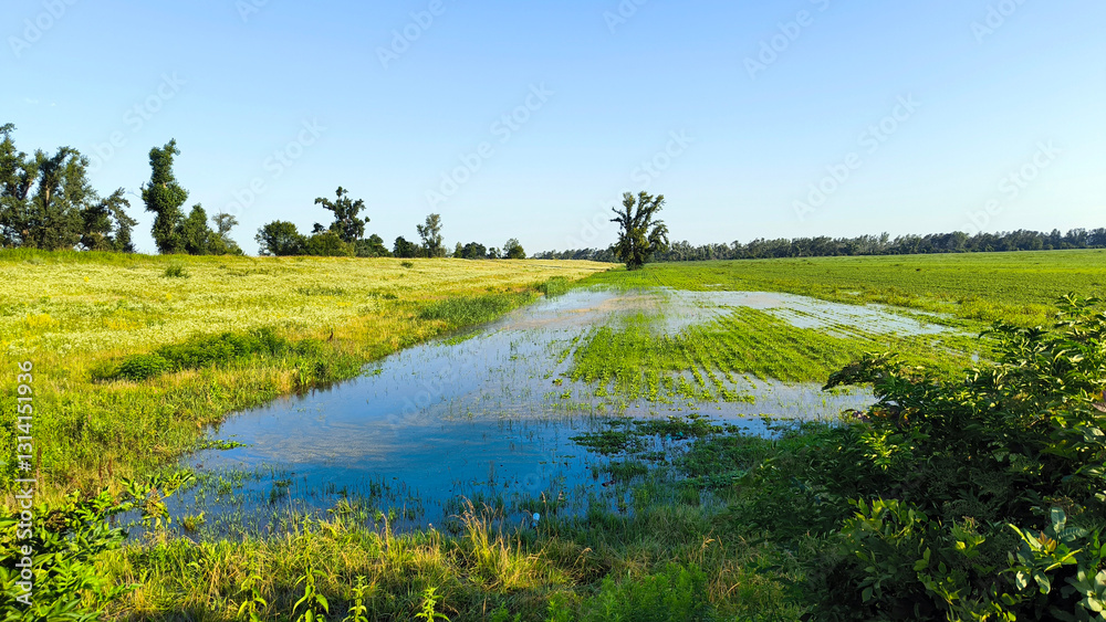 Obraz premium flooded banks of Danube river in Glozan village, Vojvodina province