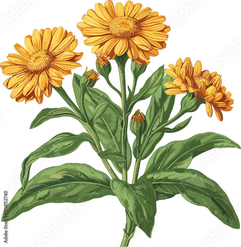Vector Calendula, old botanical drawing, isolated on transparent background, vintage floral sketch, medicinal marigold, hand-drawn plant, herbal engraving, antique botanical art,
