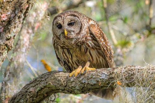 Barred owl (Strix varia) standing on branch, Florida, United States. photo