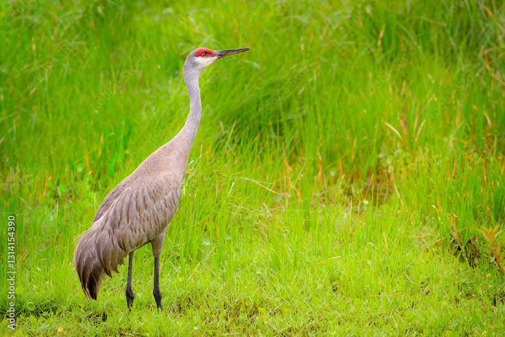 Obraz premium Sandhill crane (Grus canadensis) standing in wetland, Florida, United States.